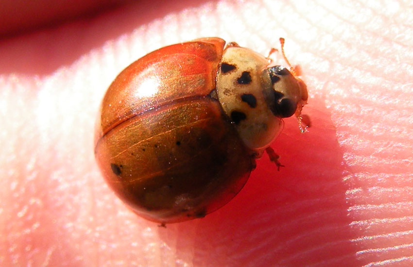 Coccinella nera e gialla - Adalia decempunctata